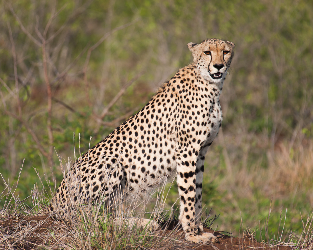 Nikon D700 sample photo. Cheetah photography