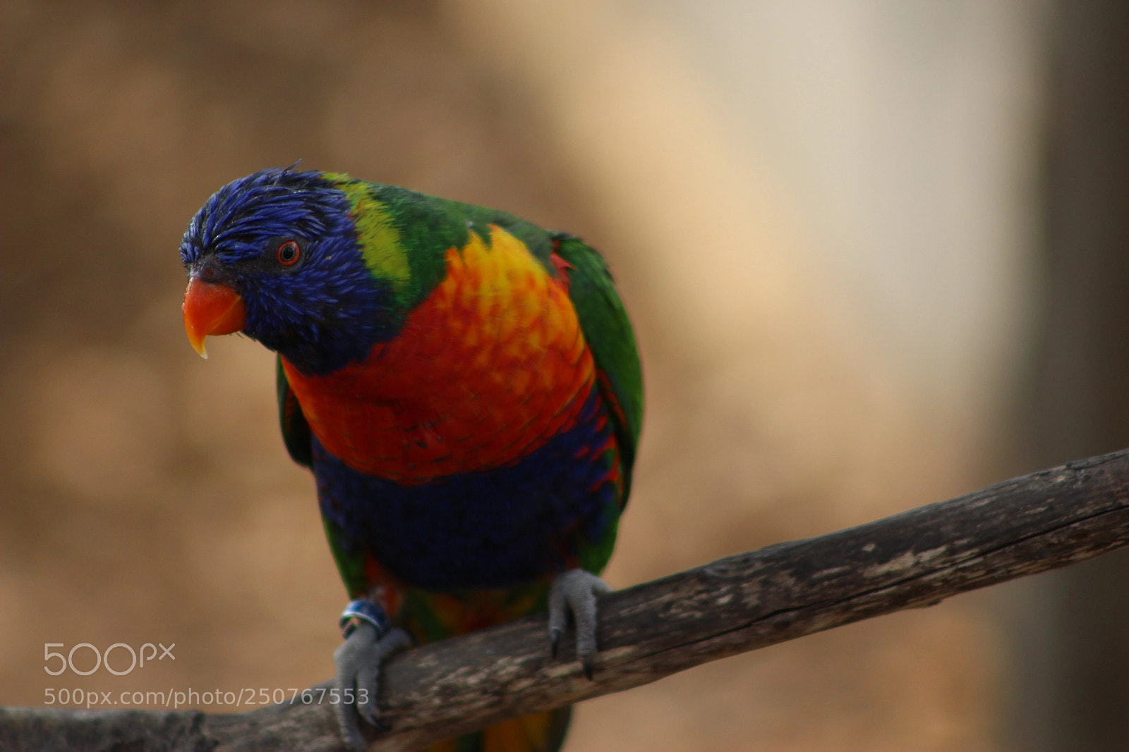 Canon EOS 700D (EOS Rebel T5i / EOS Kiss X7i) sample photo. Eye photography