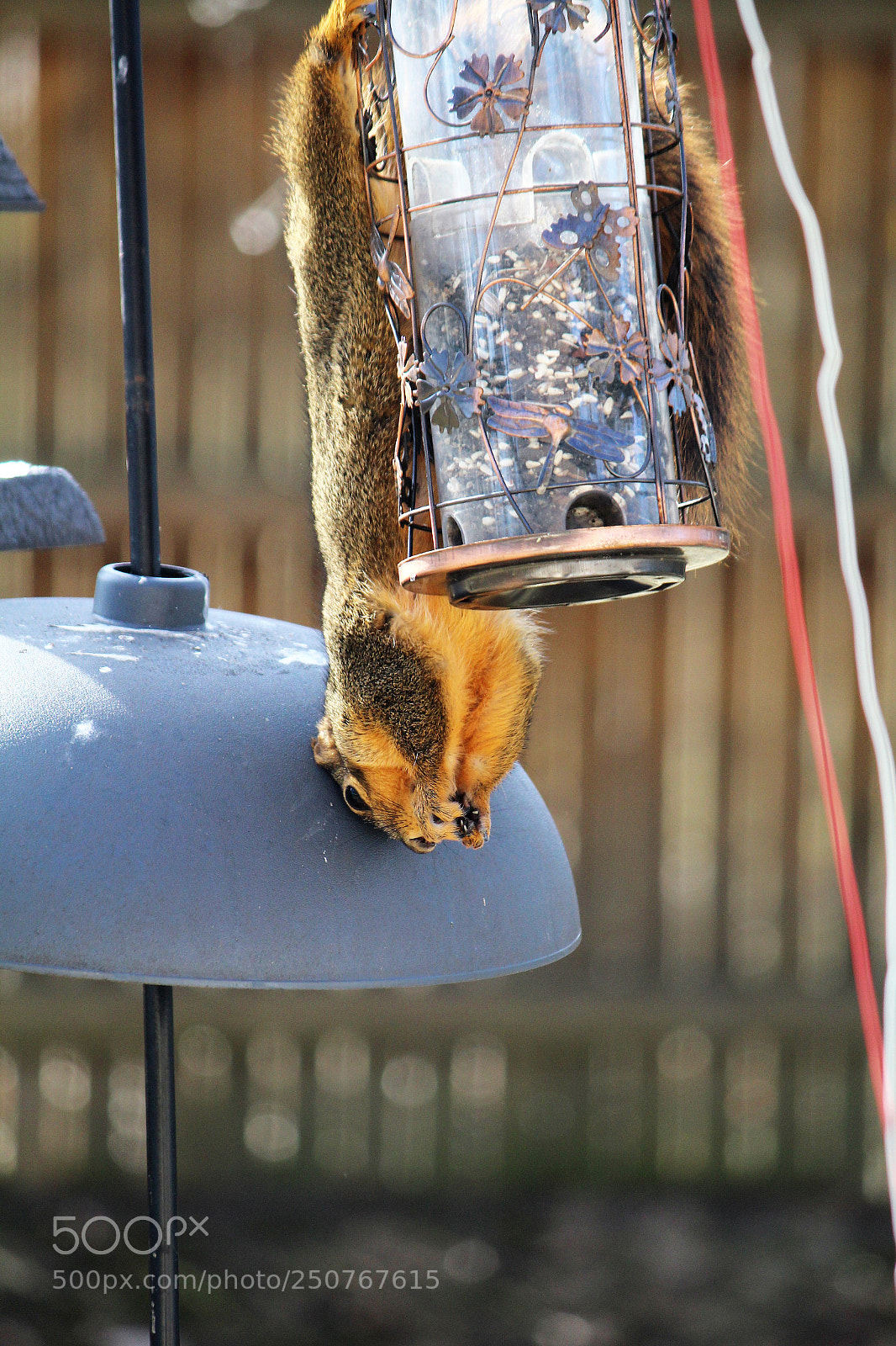 Canon EOS 600D (Rebel EOS T3i / EOS Kiss X5) sample photo. Squirrel baffle?  squirrel pillow! photography