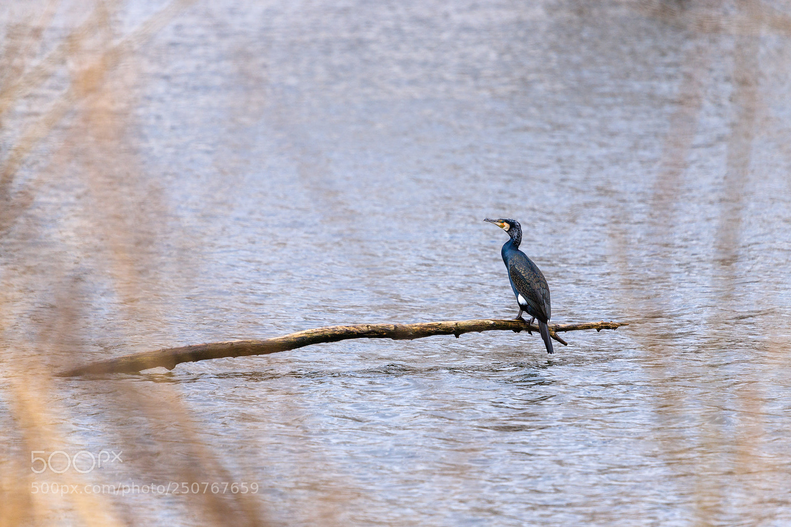 Canon EOS 6D Mark II sample photo. Cormorant photography