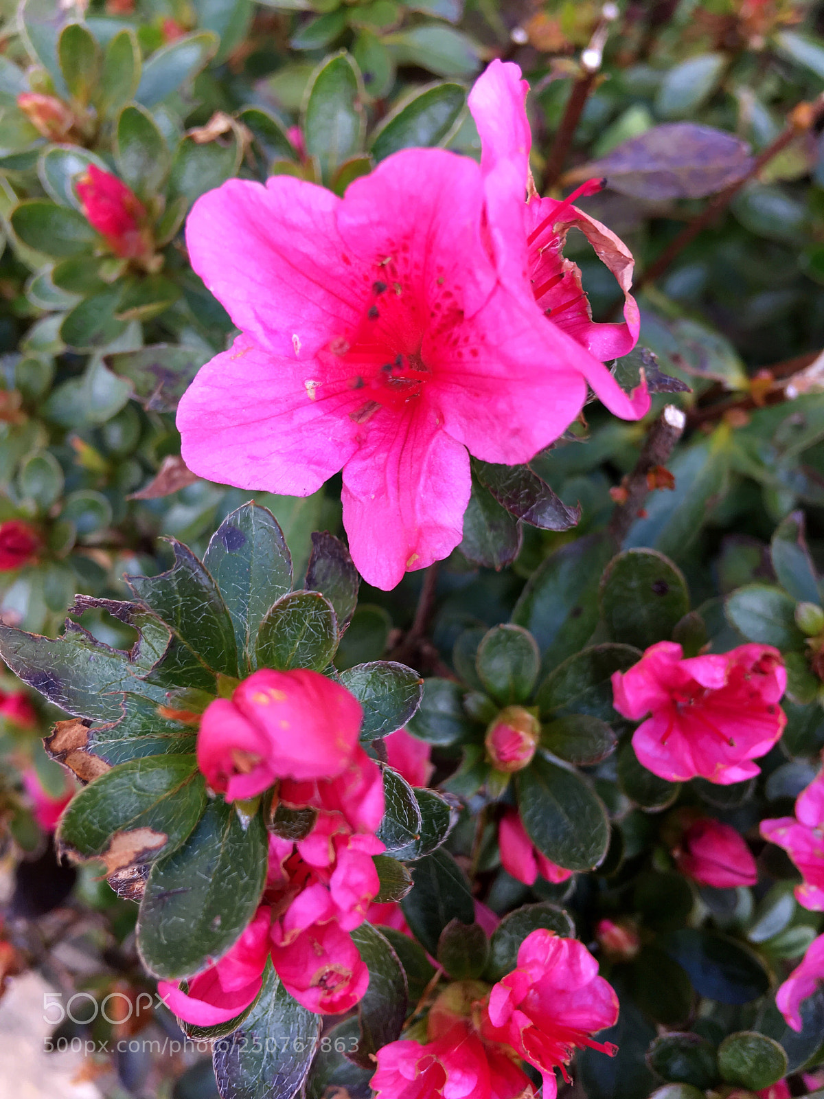 Apple iPhone SE sample photo. Thriving pink photography
