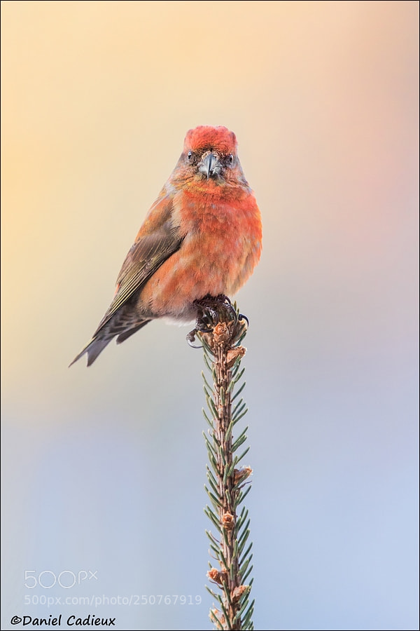 Canon EOS 7D Mark II sample photo. Red crossbill on spruce photography