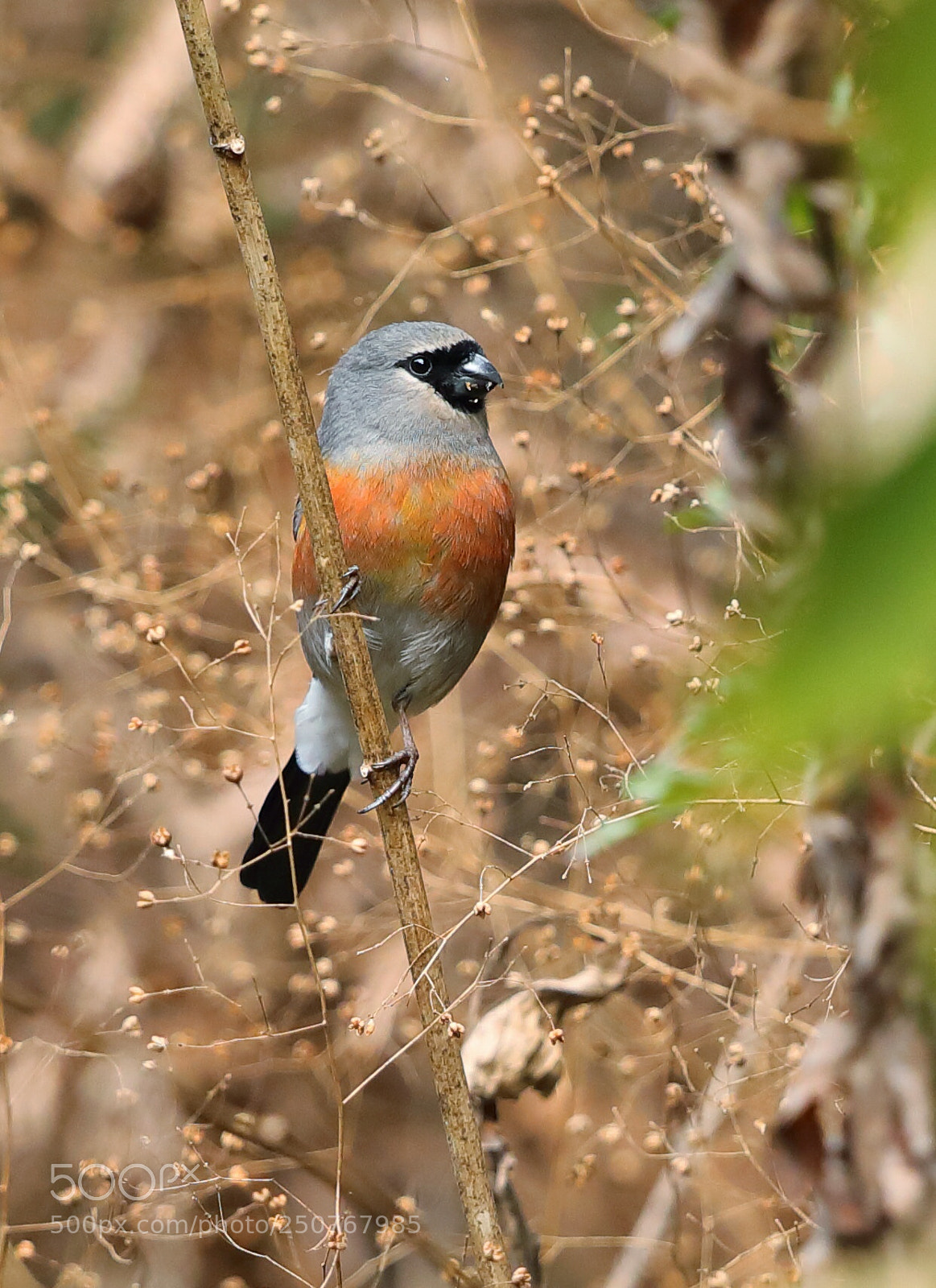 Canon EOS 5D Mark IV sample photo. Grey headed bullfinch photography