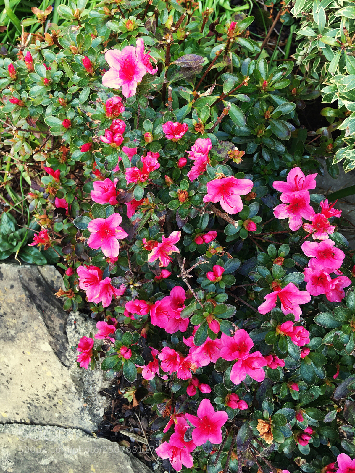 Apple iPhone SE sample photo. Cascading flowers in ilfracombe  photography
