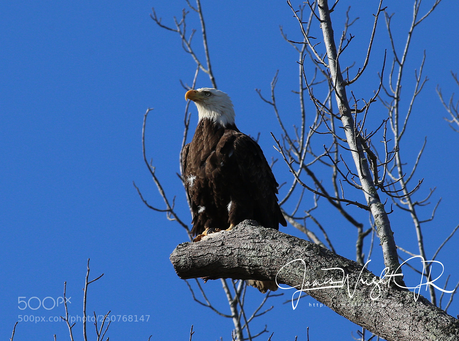 Canon EOS-1D X sample photo. Img photography