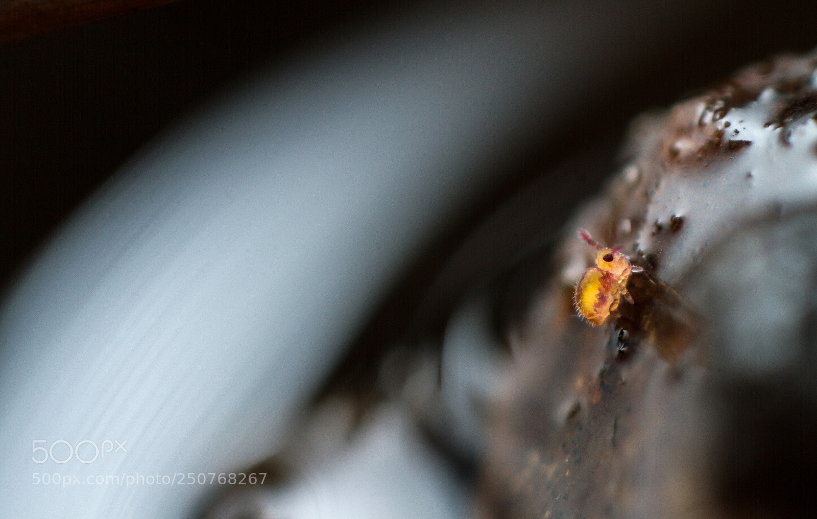 Canon EOS 7D sample photo. Sminthurides malmgreni photography