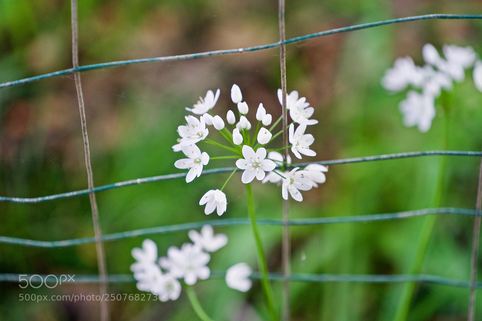 Sony a9 sample photo. You've got to believe photography