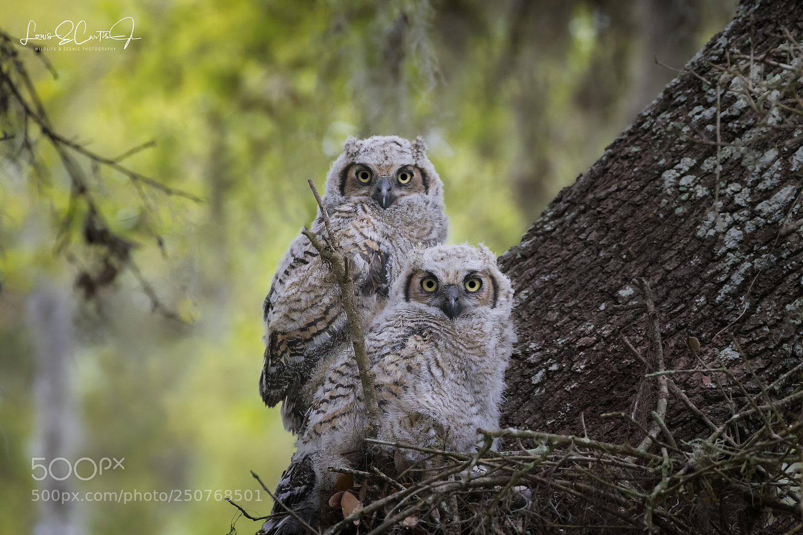 Nikon D850 sample photo. Great horned owl nestlings photography