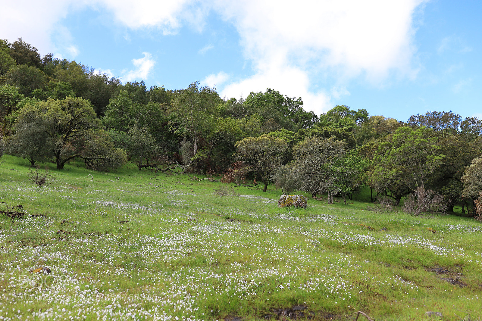 Canon EOS 6D Mark II sample photo. Wildflowers photography