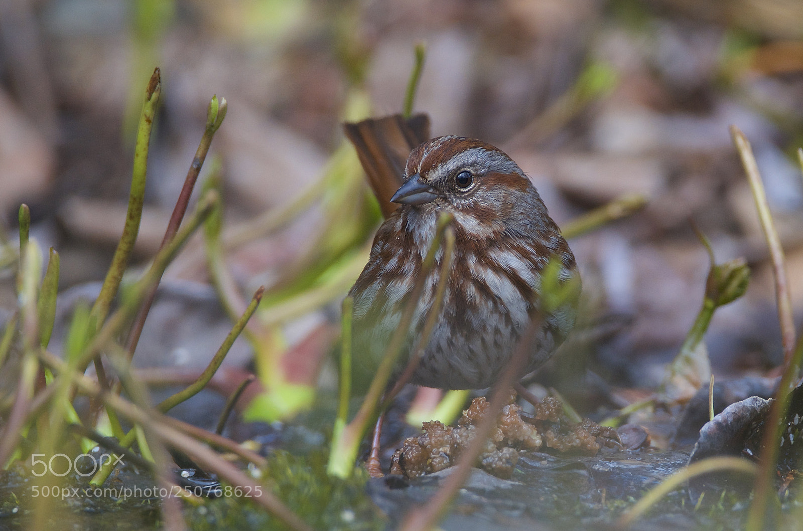 Nikon D7000 sample photo. Song sparrow photography