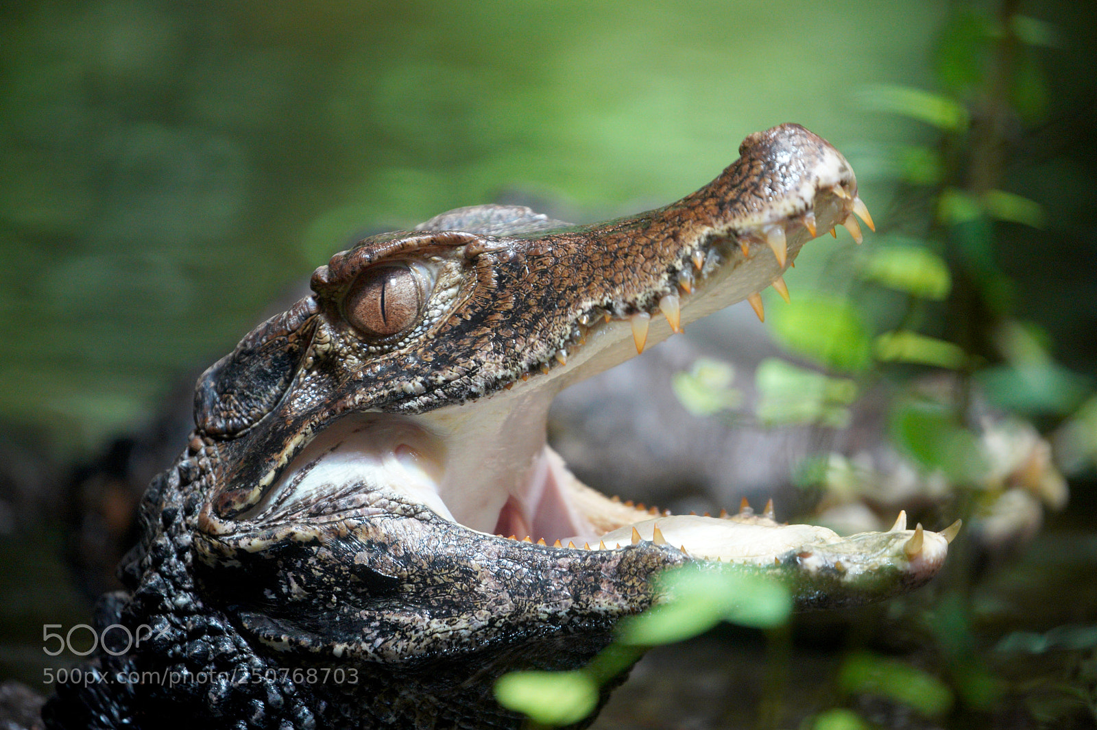 Sony a7 III sample photo. Crocodoc photography