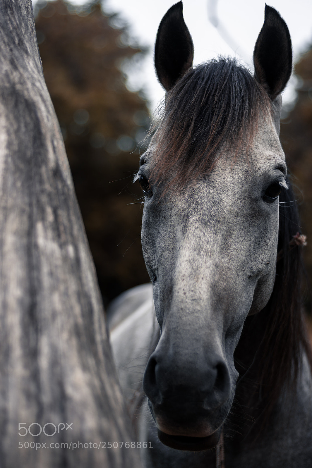 Nikon D7200 sample photo. Gray horse portrait photography