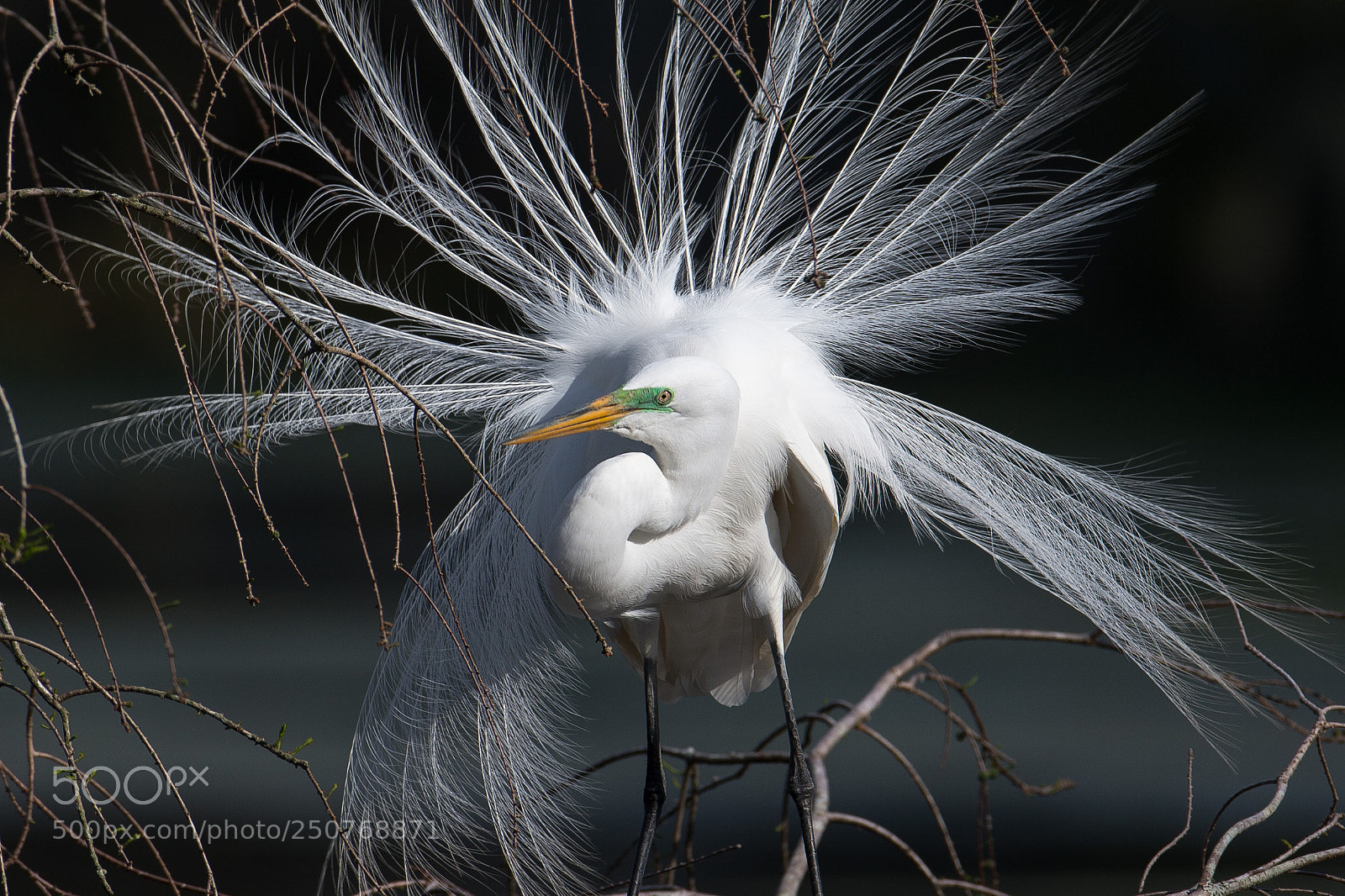 Canon EOS-1D X sample photo. Courtship display photography