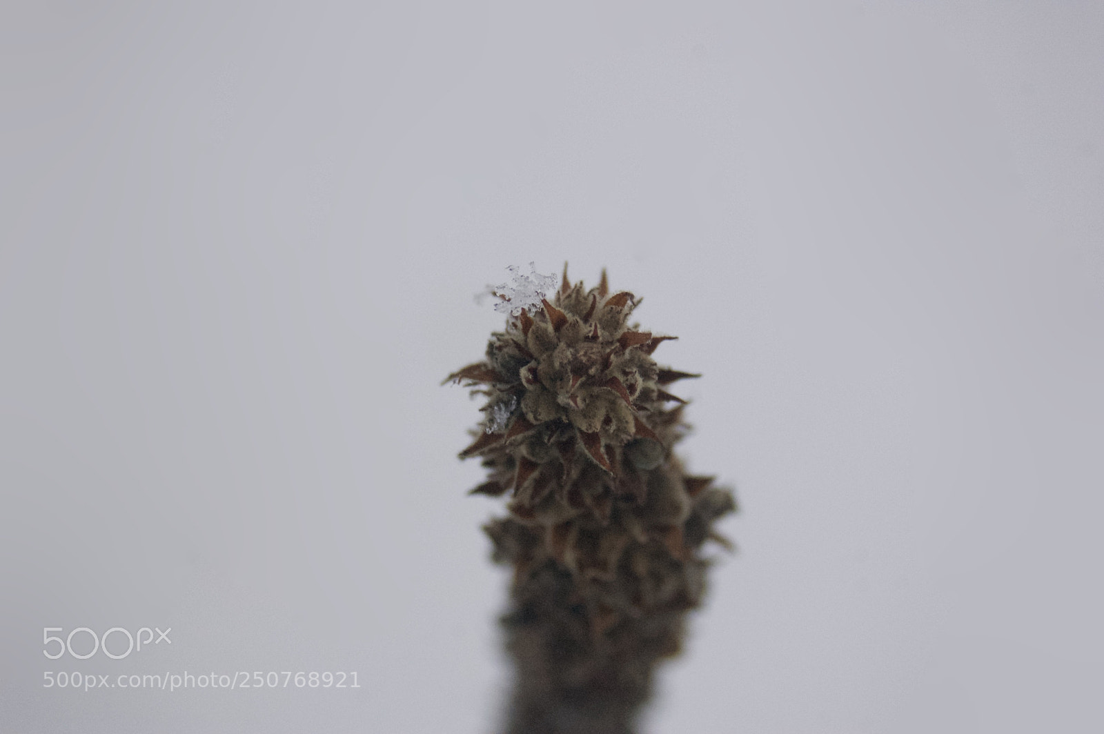 Nikon D50 sample photo. Nature/industrial photography