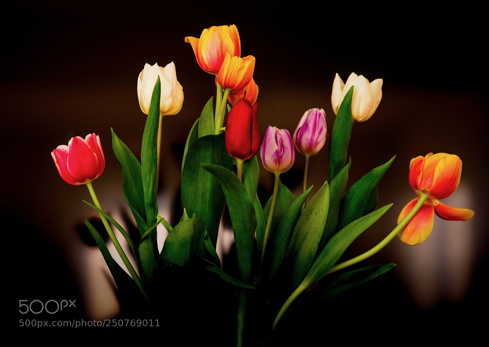Sony a7R III sample photo. Tulips festival dc photography