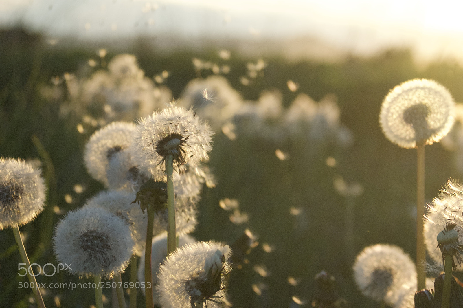 Nikon D50 sample photo. Nature/industrial photography