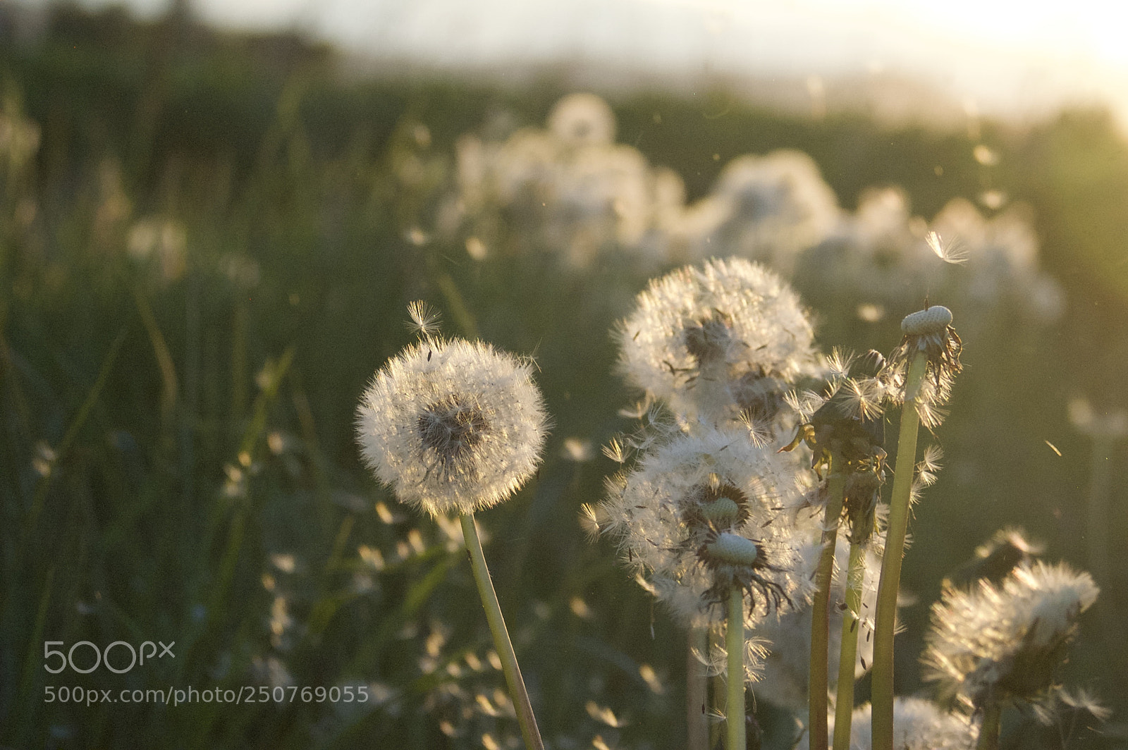 Nikon D50 sample photo. Nature/industrial photography