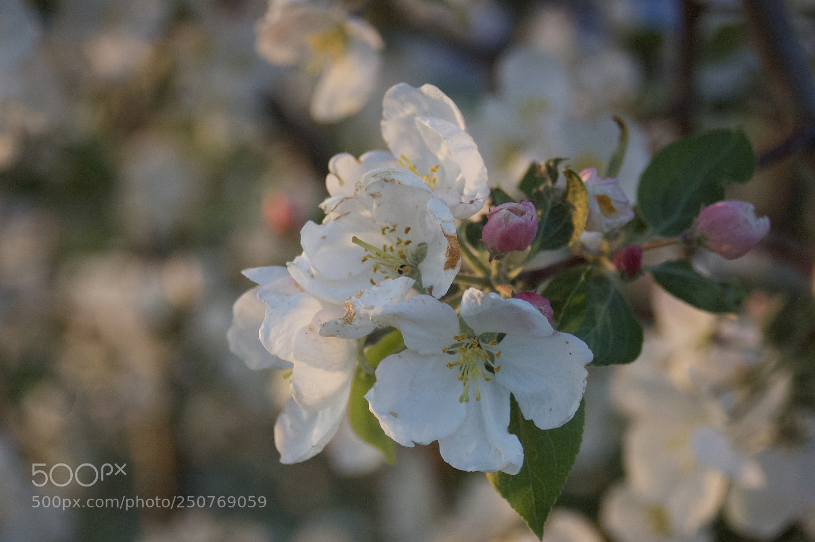 Nikon D50 sample photo. Nature/industrial photography
