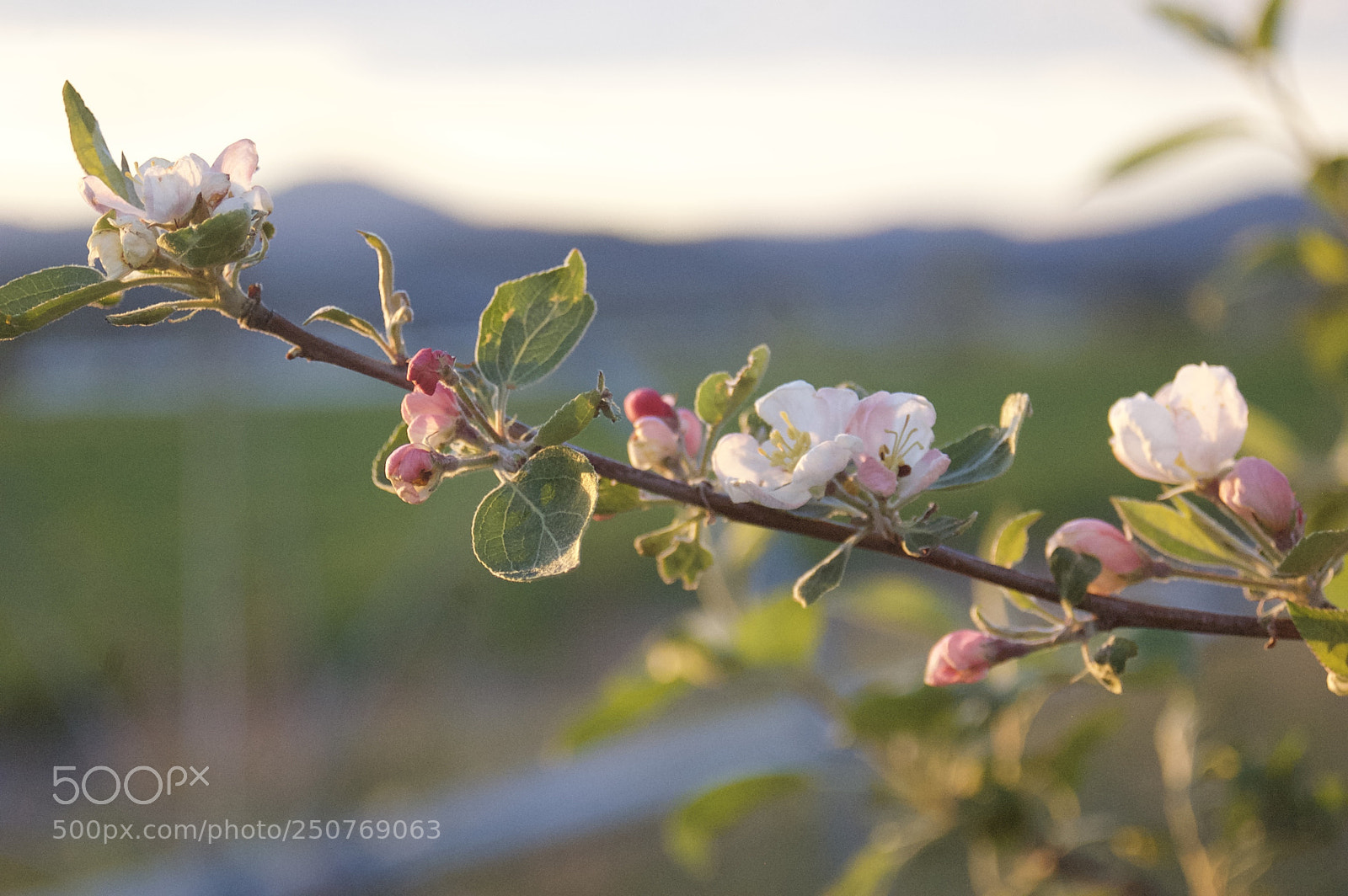 Nikon D50 sample photo. Nature/industrial photography