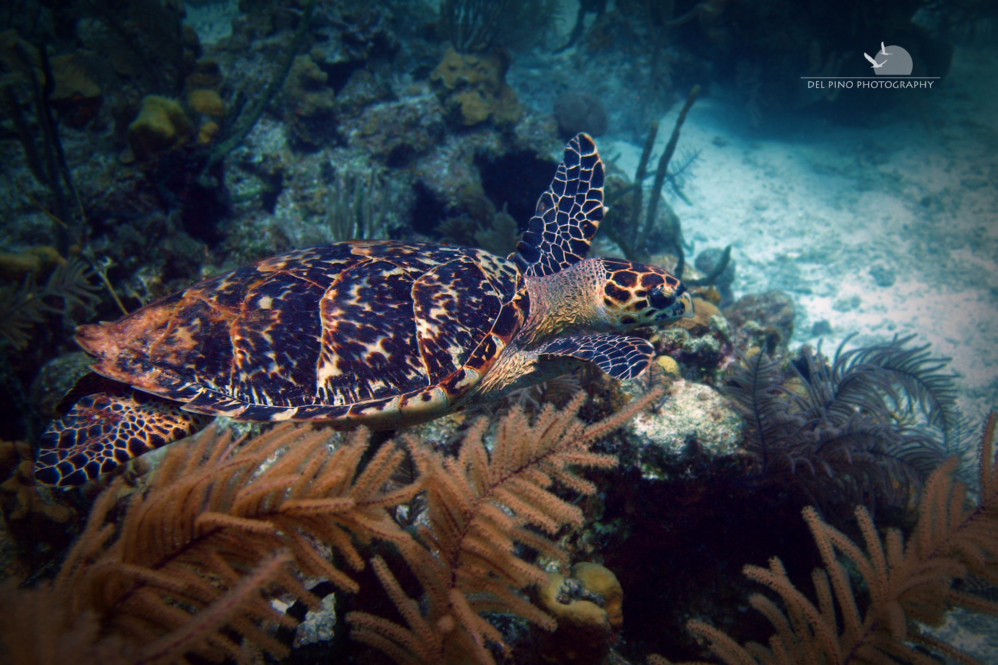 Canon POWERSHOT A630 sample photo. Underwater pal in belize photography