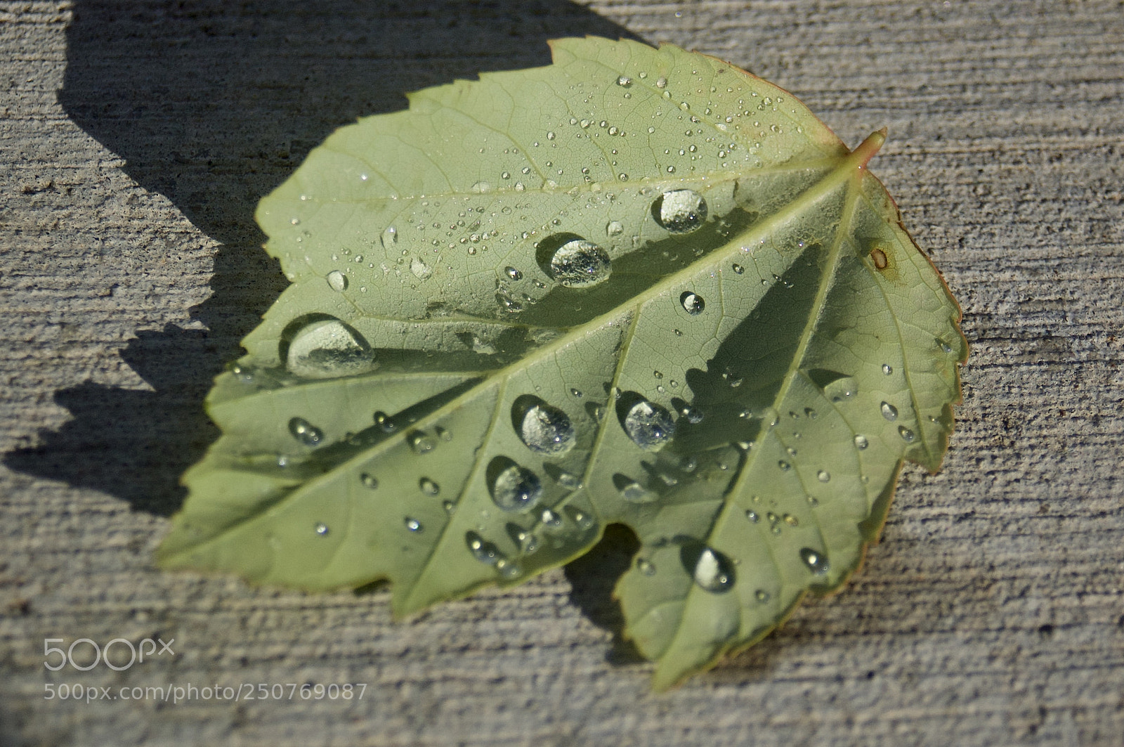 Nikon D50 sample photo. Nature/industrial photography