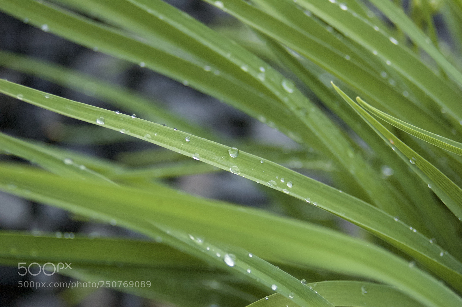 Nikon D50 sample photo. Nature/industrial photography