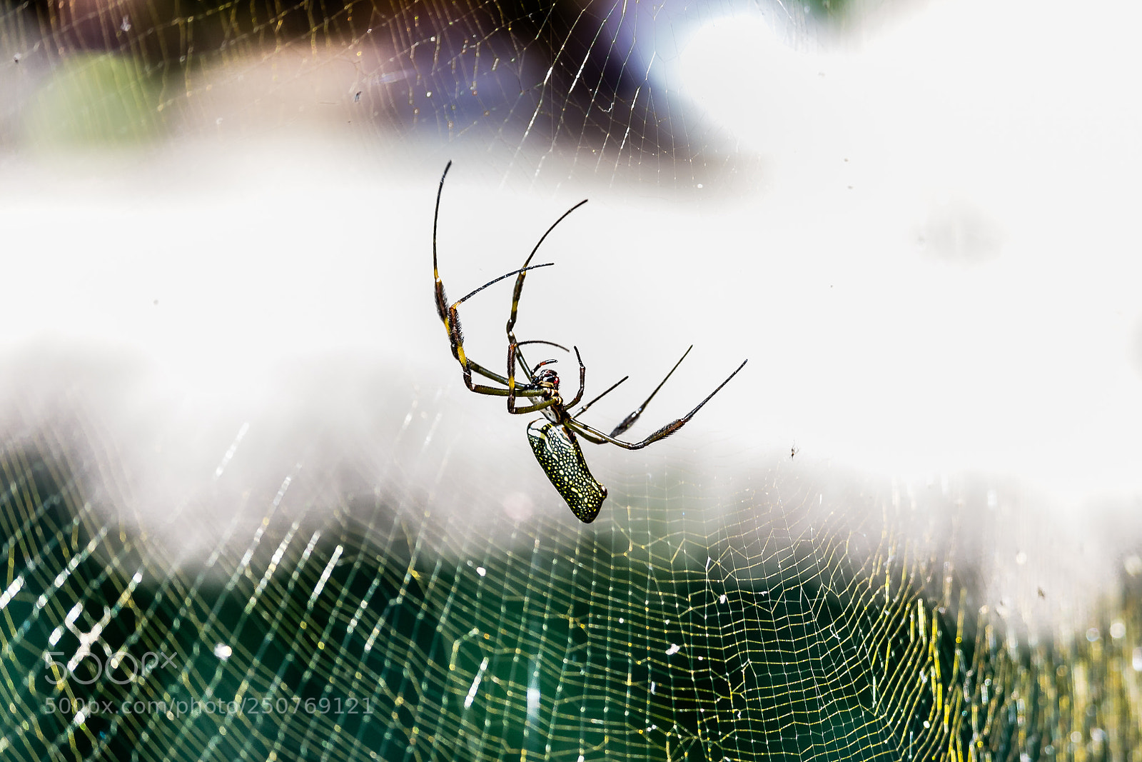 Canon EOS 1200D (EOS Rebel T5 / EOS Kiss X70 / EOS Hi) sample photo. Spider photography