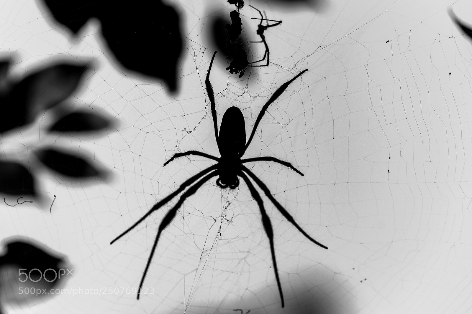 Canon EOS 1200D (EOS Rebel T5 / EOS Kiss X70 / EOS Hi) sample photo. Spider photography