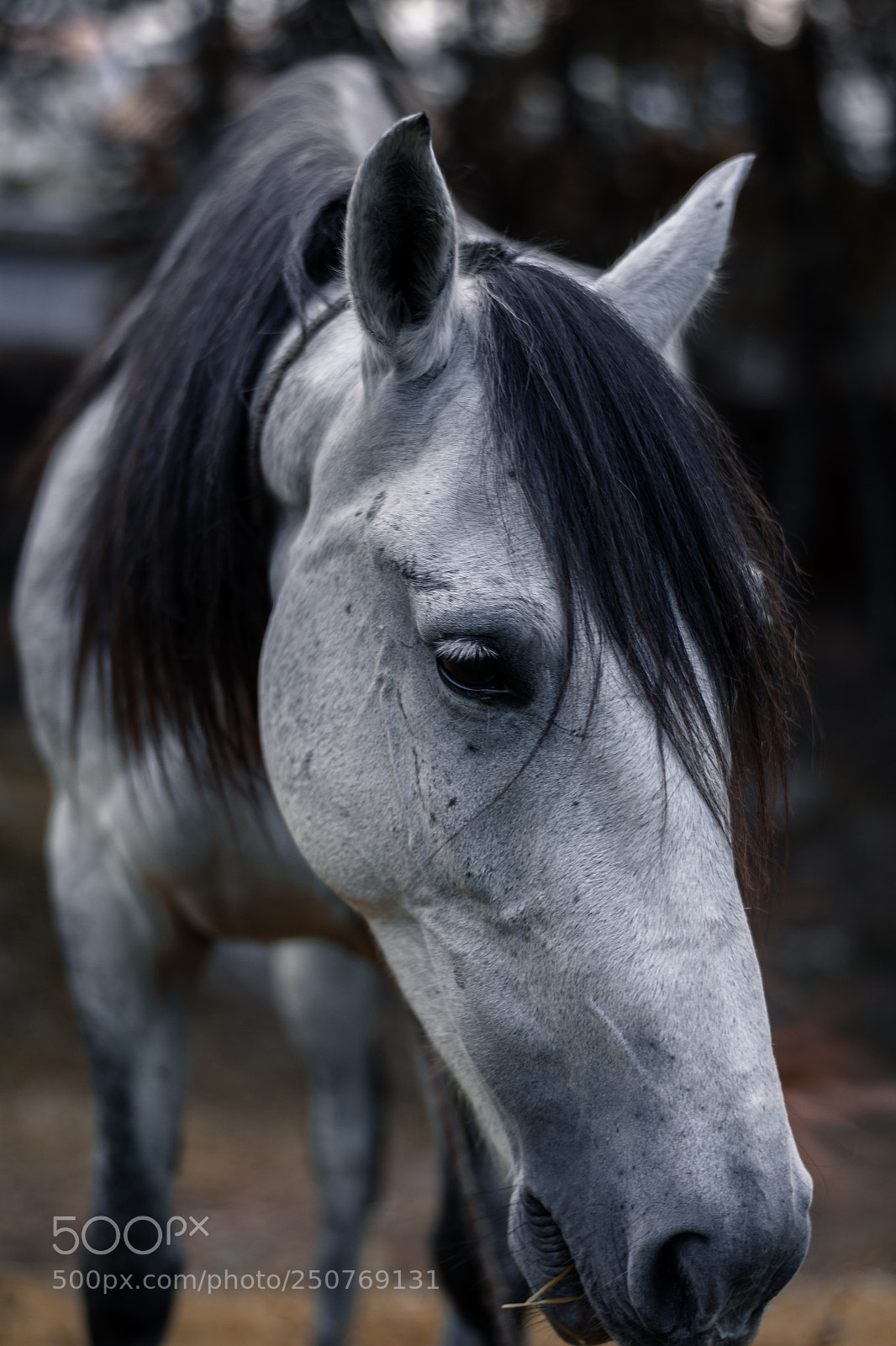 Nikon D7200 sample photo. Beautiful horse photography