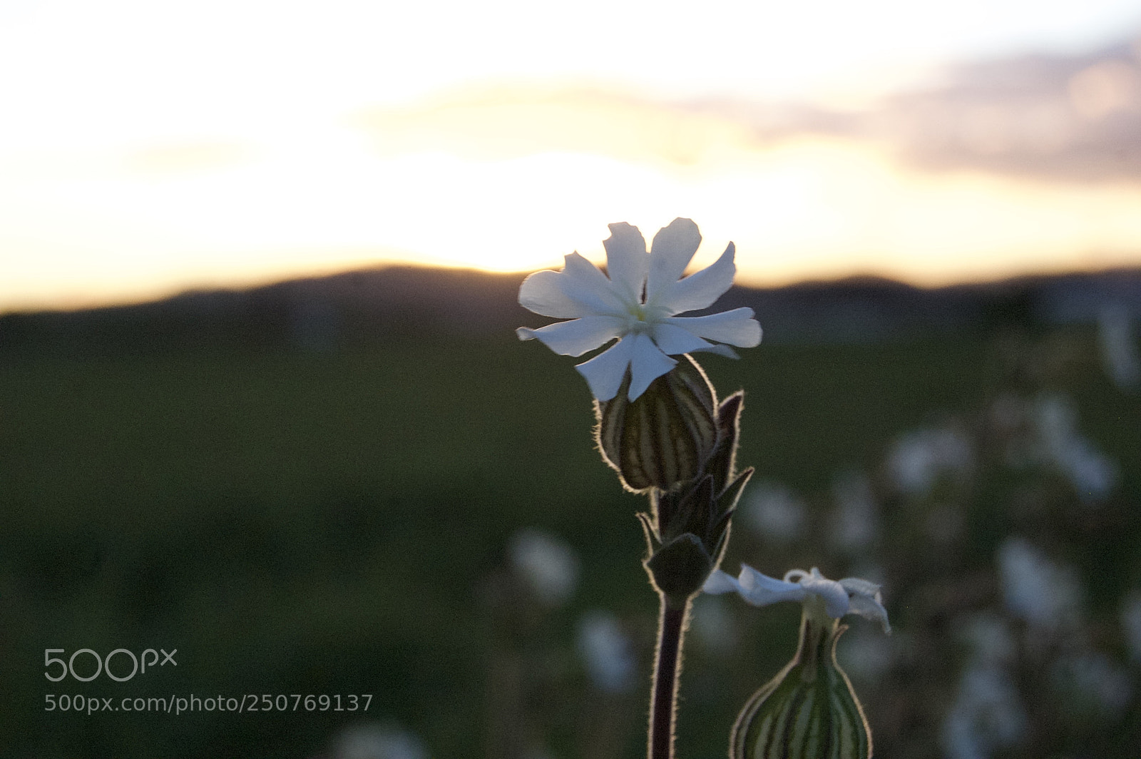 Nikon D50 sample photo. Nature/industrial photography