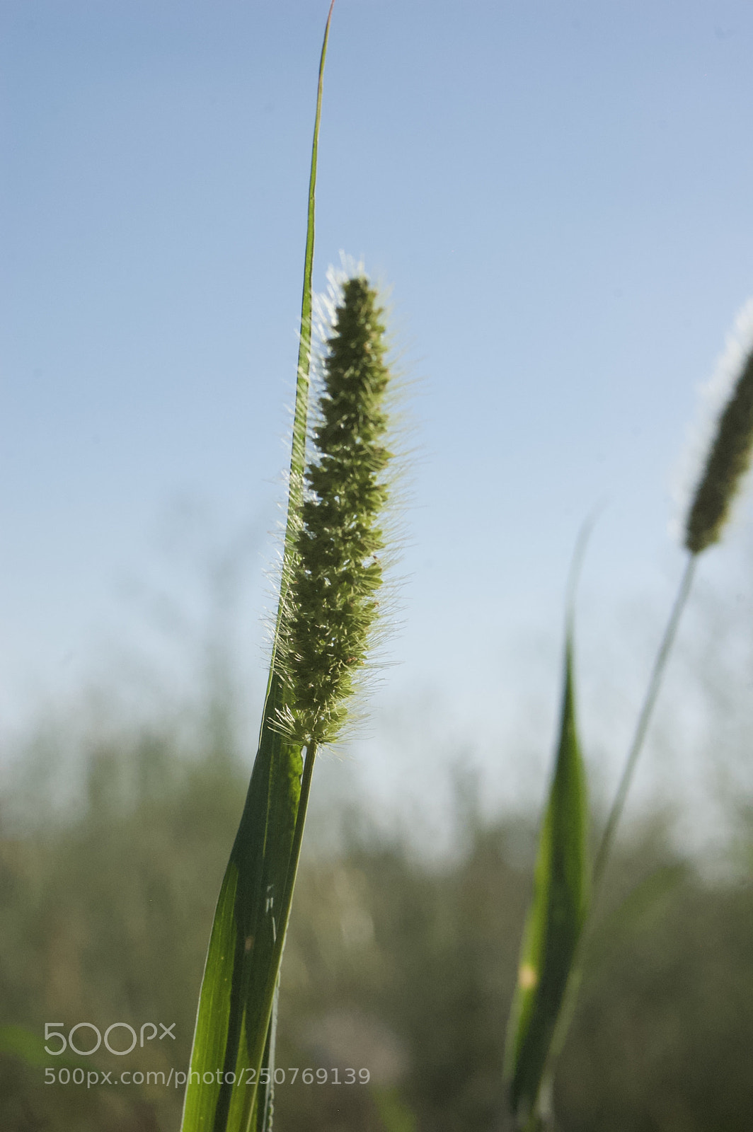 Nikon D50 sample photo. Nature/industrial photography