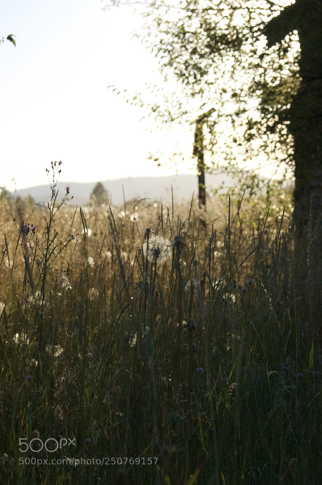 Nikon D50 sample photo. Nature/industrial photography