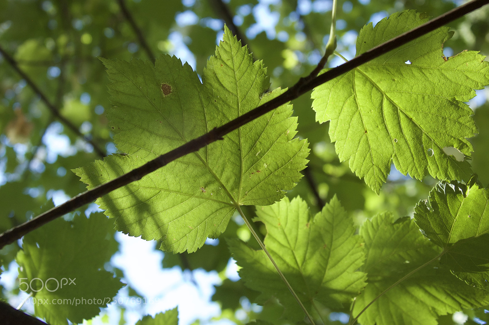 Nikon D50 sample photo. Nature/industrial photography