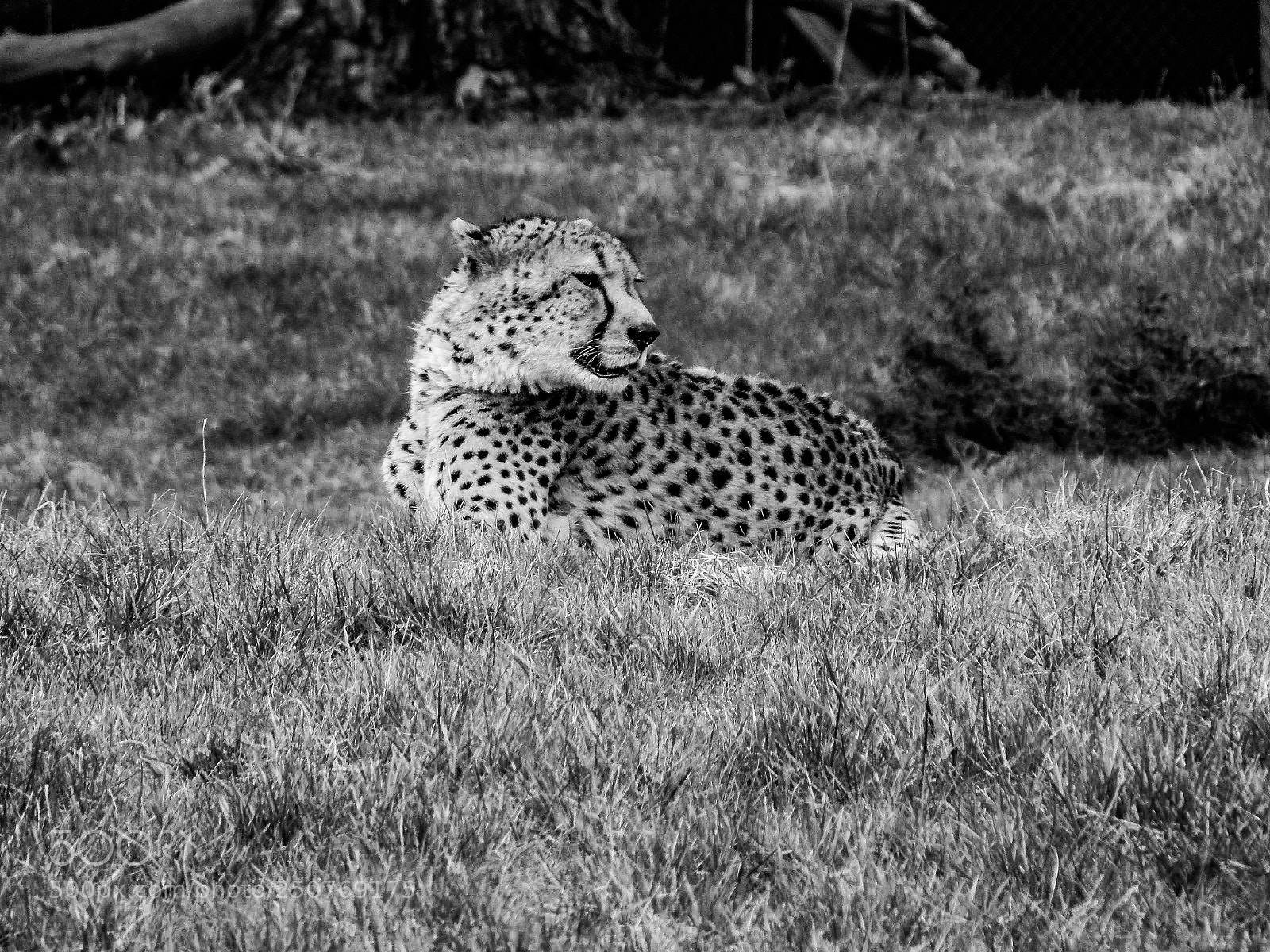 Nikon COOLPIX L340 sample photo. Predator photography
