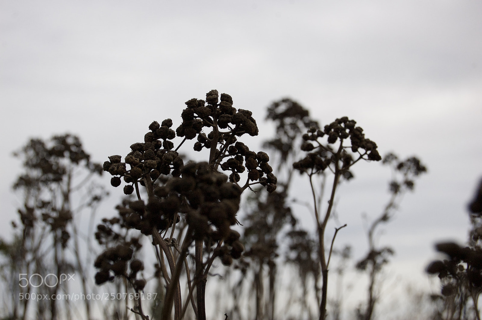 Nikon D50 sample photo. Nature/industrial photography