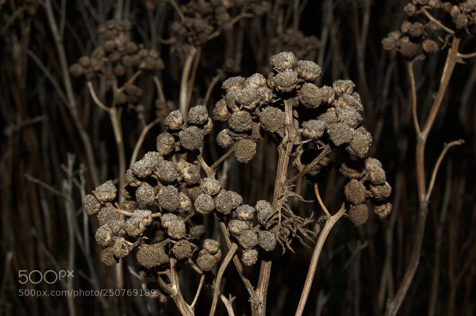 Nikon D50 sample photo. Nature/industrial photography