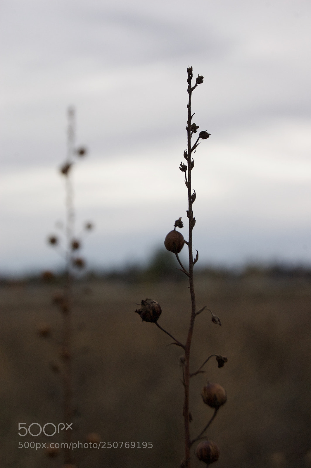 Nikon D50 sample photo. Nature/industrial photography