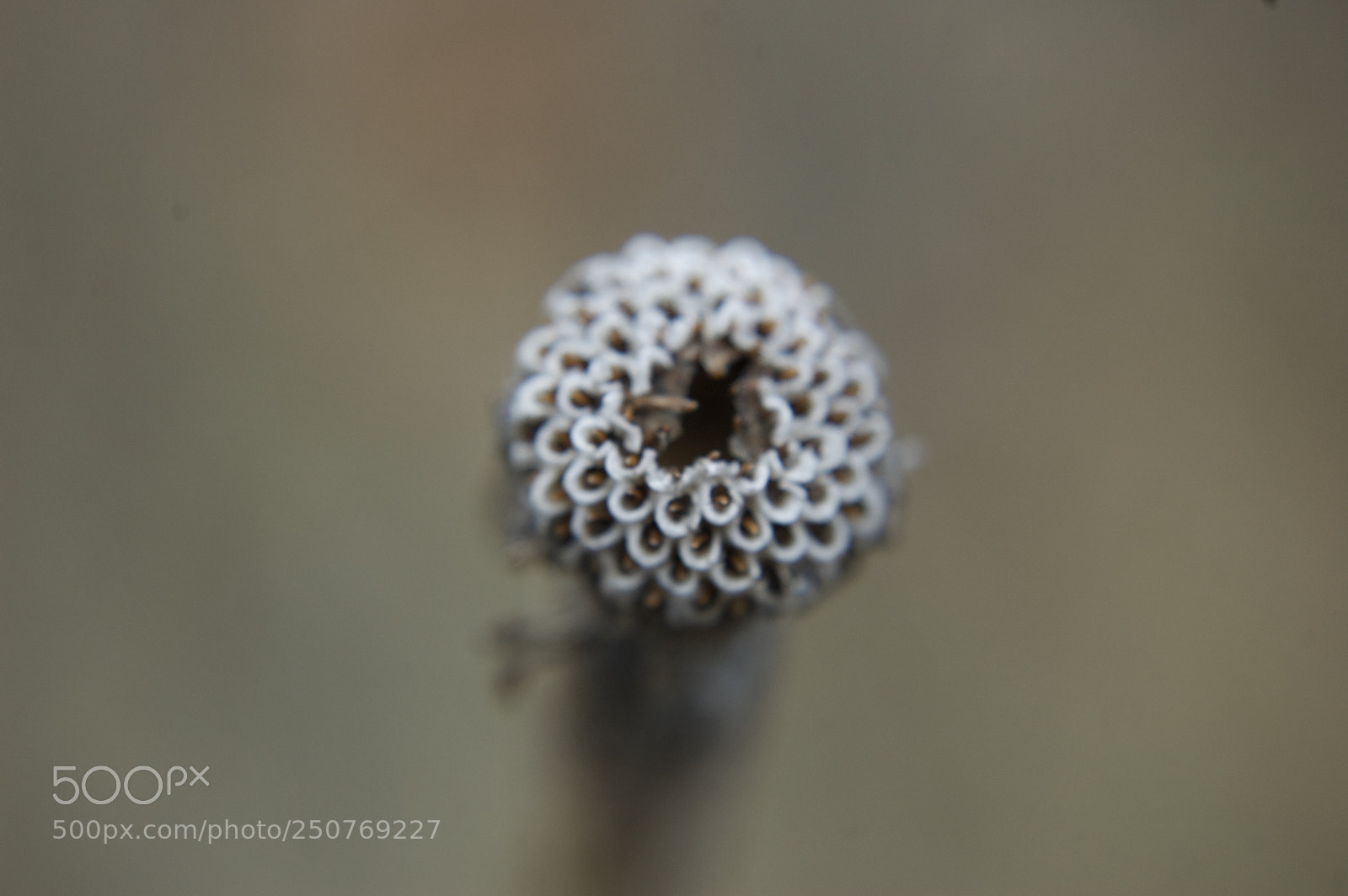 Nikon D50 sample photo. Nature/industrial photography