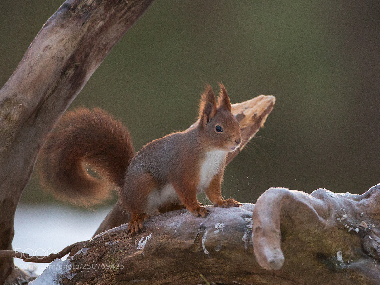 Canon EOS 5D Mark IV sample photo. Once more, squirrel photography