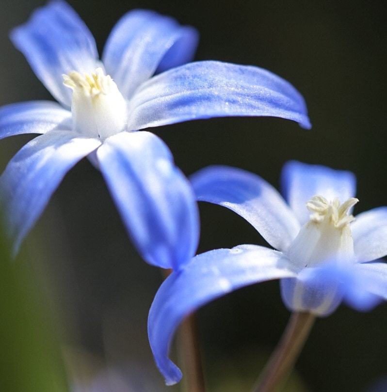 Sony Alpha QX1 sample photo. Blue beauties! photography