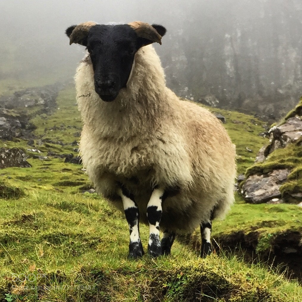 Apple iPhone 6 sample photo. Mountain sheep photography