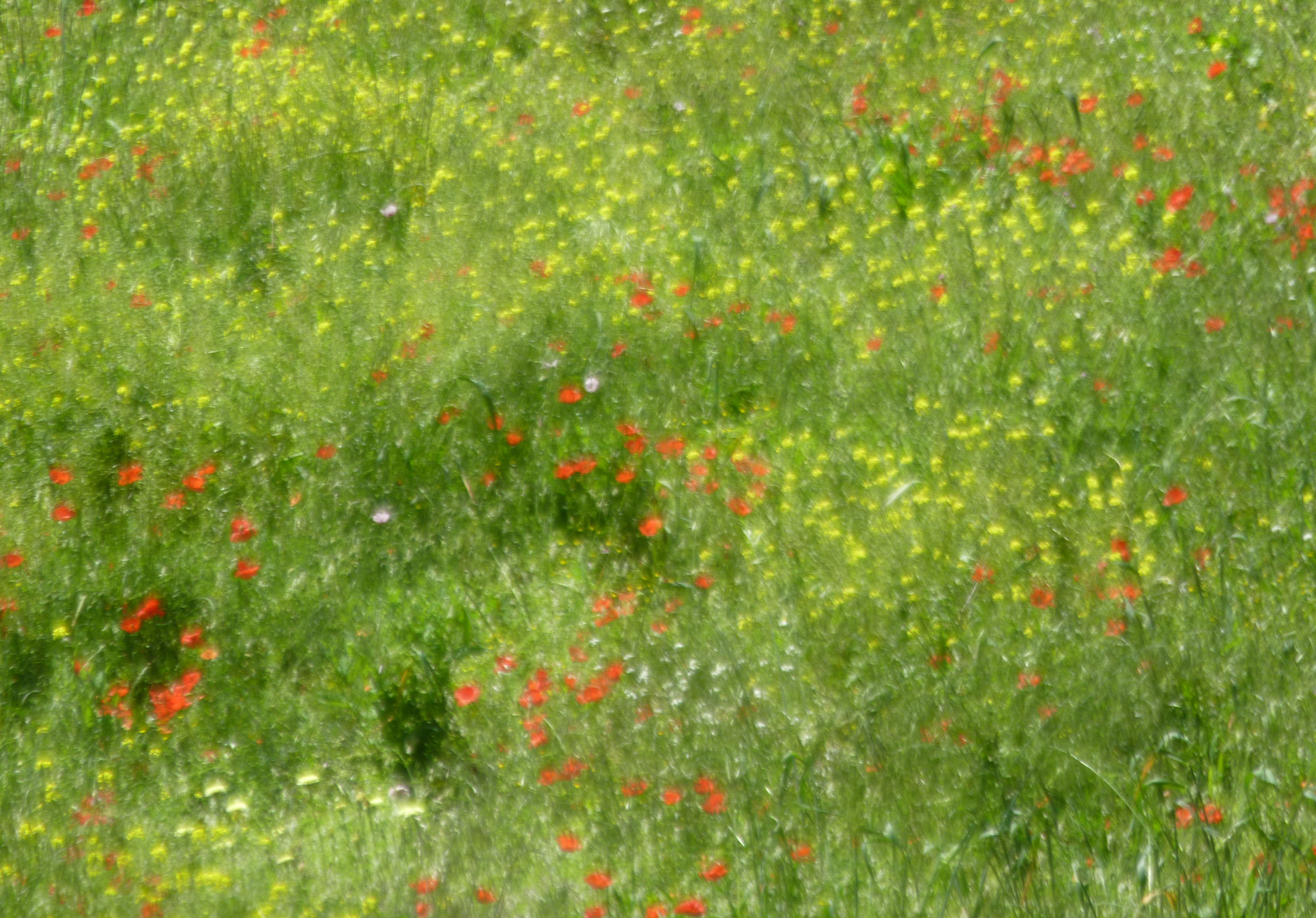 Panasonic DMC-ZS3 sample photo. Wildflowers in france photography