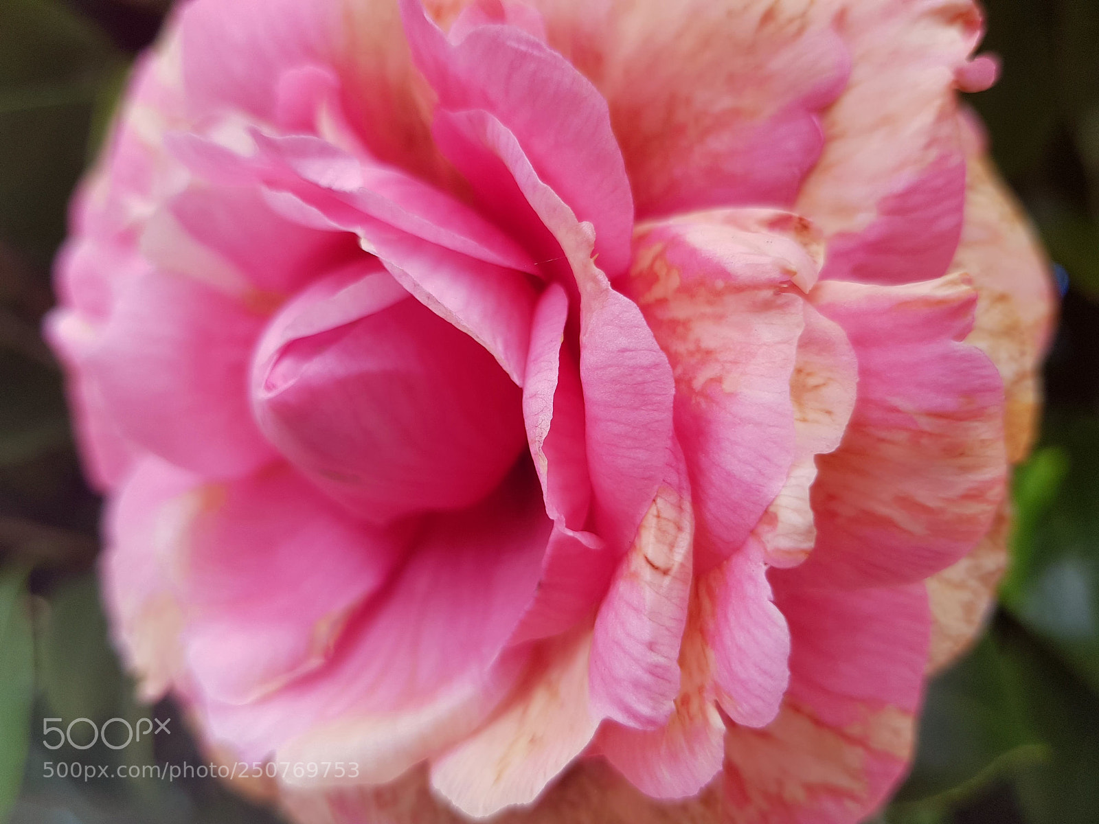 Samsung Galaxy S8 sample photo. Floral close up (phone) photography