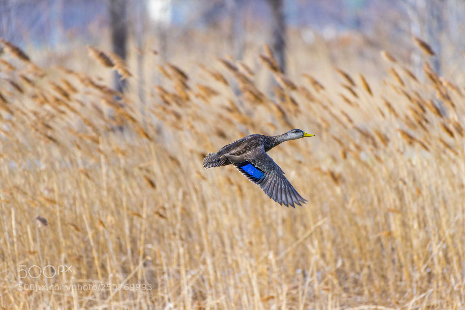 Nikon D810 sample photo. American black duck photography