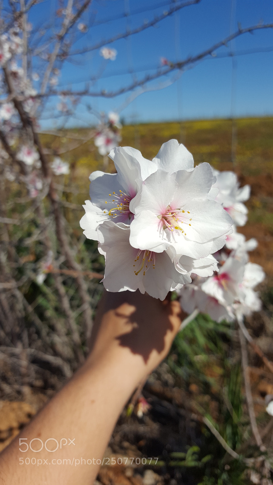 Samsung Galaxy S6 sample photo. Untitled photography