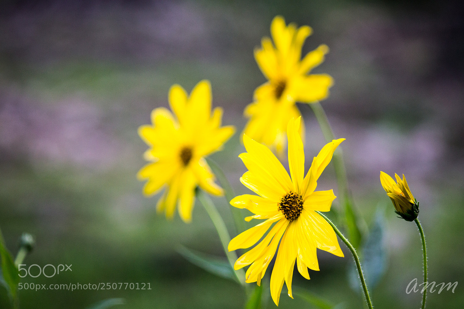 Canon EOS 1100D (EOS Rebel T3 / EOS Kiss X50) sample photo. Yellow flowers photography