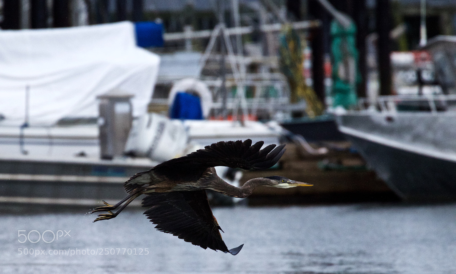 Canon EOS 600D (Rebel EOS T3i / EOS Kiss X5) sample photo. Great blue heron photography
