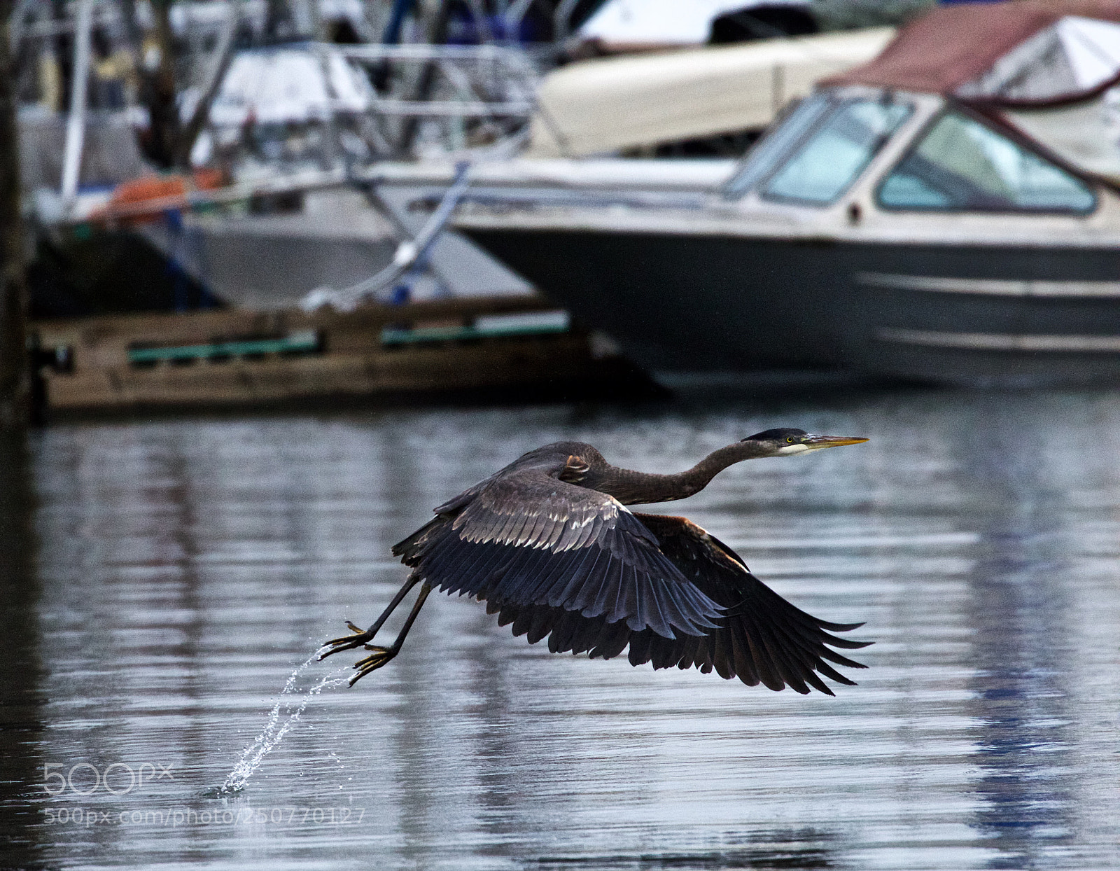 Canon EOS 600D (Rebel EOS T3i / EOS Kiss X5) sample photo. Great blue heron photography