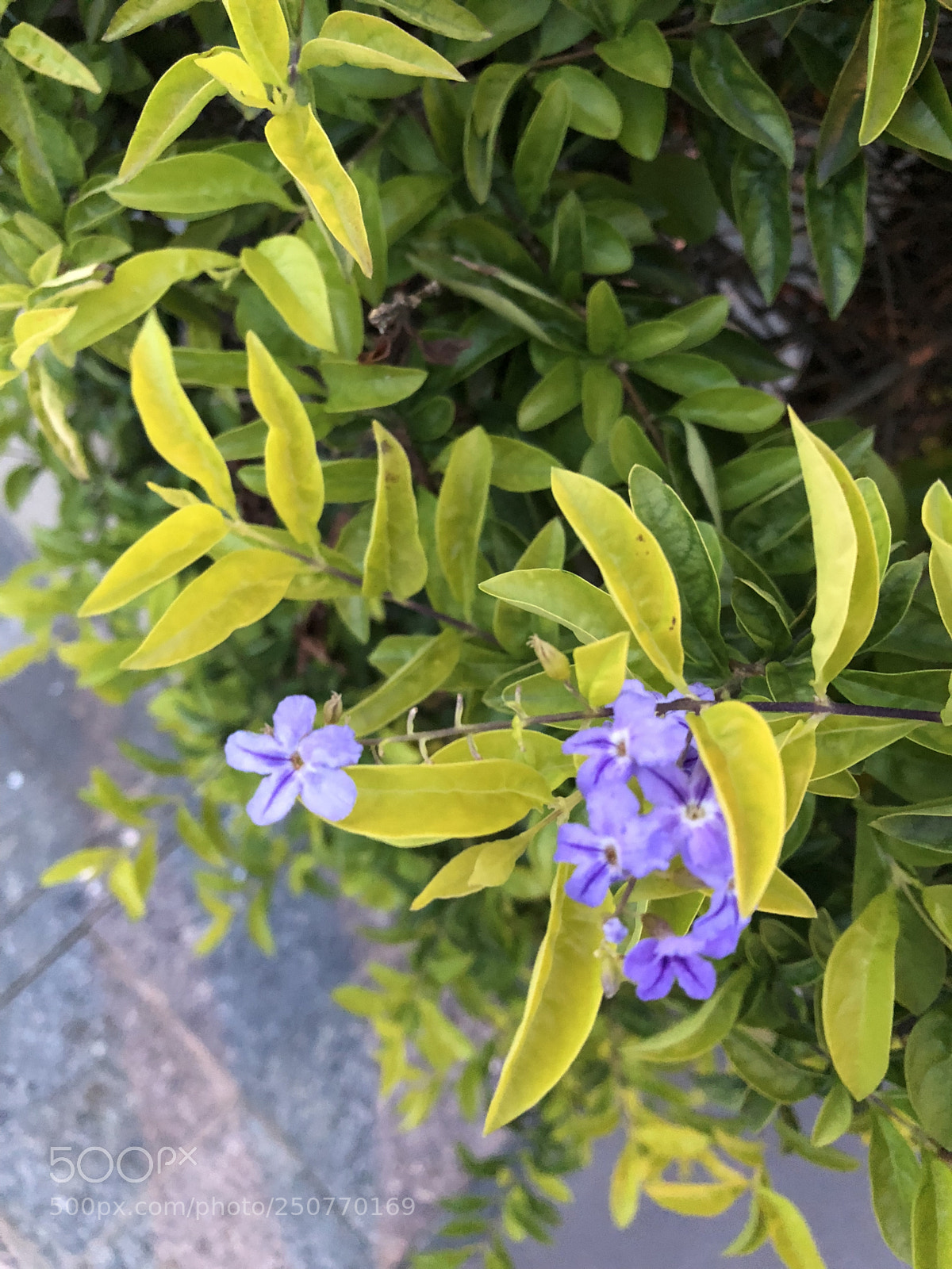 Apple iPhone 8 Plus sample photo. Untitled photography