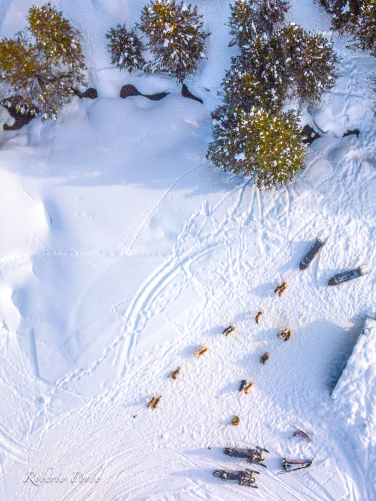 DJI FC220 sample photo. Perros y trineos photography